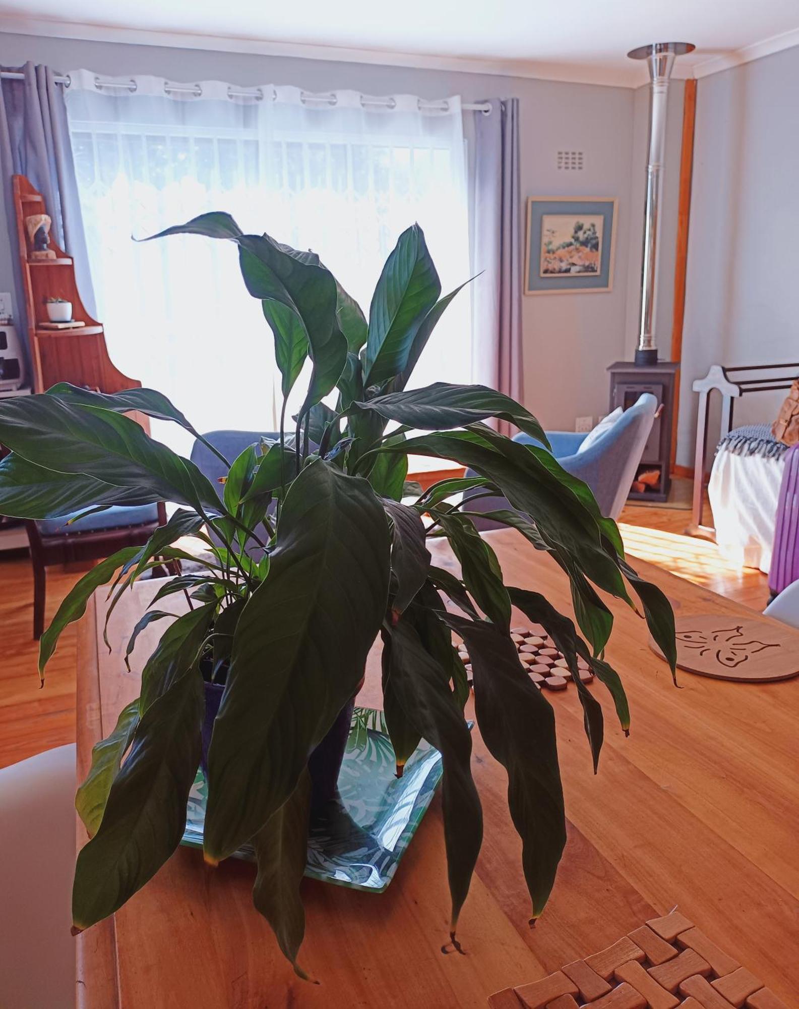 Lavender Guest house